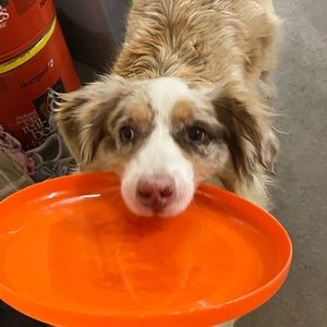 Meet your Posher, Carole